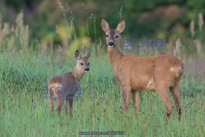  : Roe Deer doe with fawn Sweden