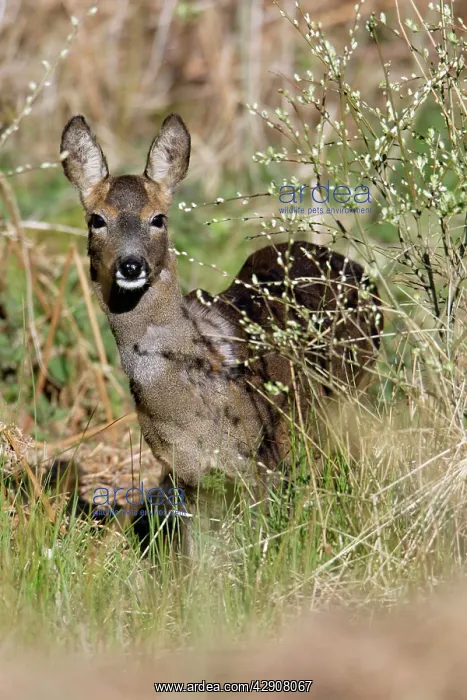: Roe Deer - Doe feeding on willow catkins : Roe Deer - Doe feeding on willow catkins