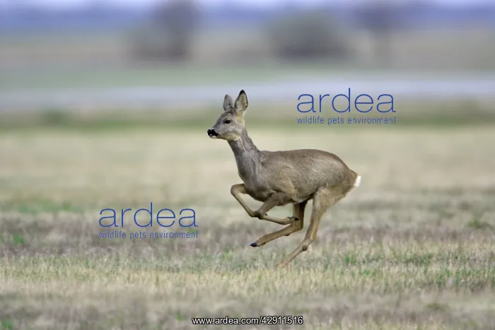: Roe Deer - doe in flight : Roe Deer - doe in flight