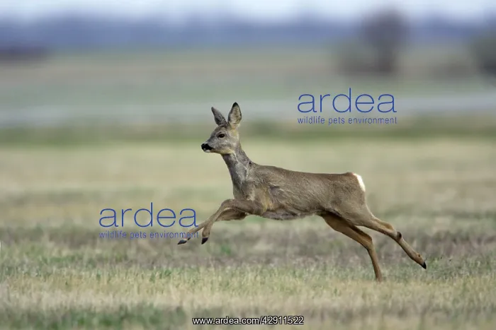 : Roe Deer - doe in flight : Roe Deer - doe in flight