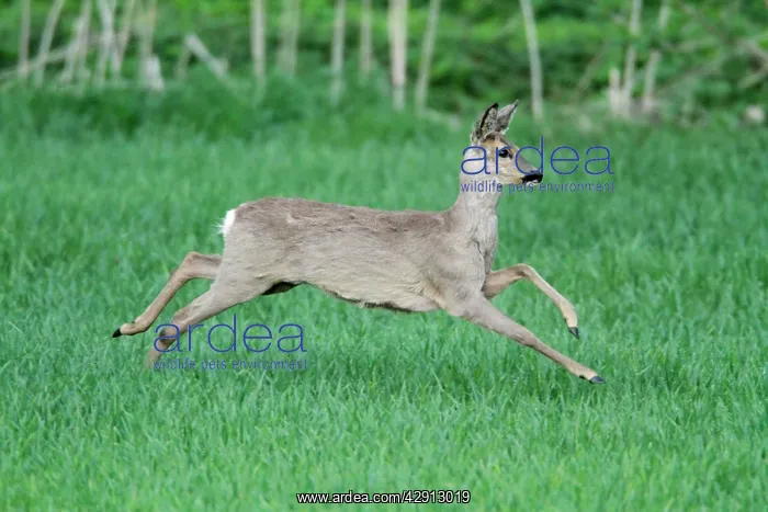 : Roe Deer - doe in flight : Roe Deer - doe in flight