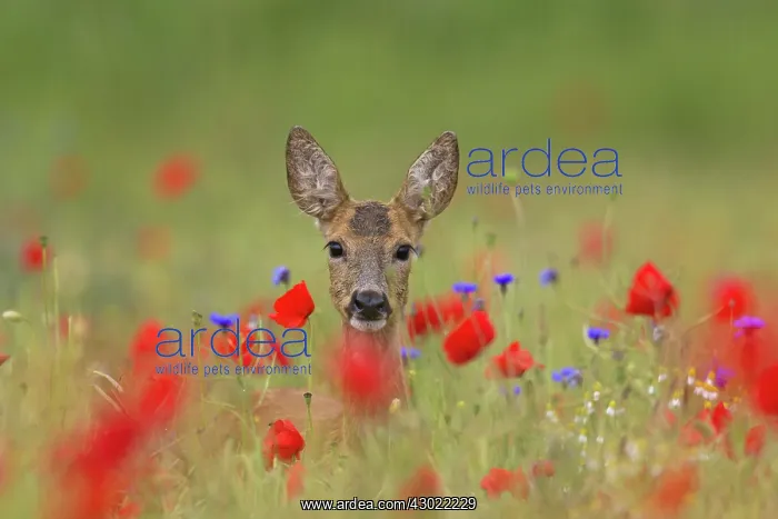 : Roe Deer doe in a flowering corn poppy field : Roe Deer doe in a flowering corn poppy field