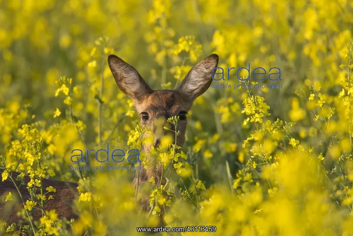 : Roe Deer - doe in flowering rape field - Germany : Roe Deer - doe in flowering rape field - Germany