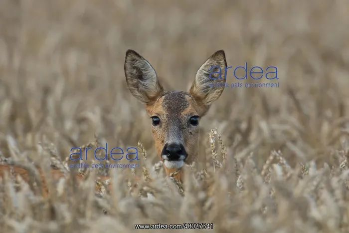 : Roe Deer doe in grainfield, summer Skane, Sweden : Roe Deer doe in grainfield, summer Skane, Sweden