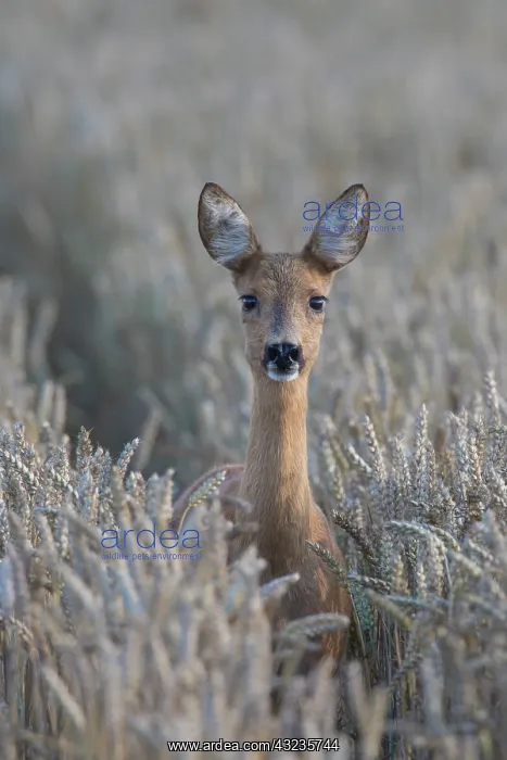 : Roe Deer doe in grainfield, summer Skane, Sweden : Roe Deer doe in grainfield, summer Skane, Sweden