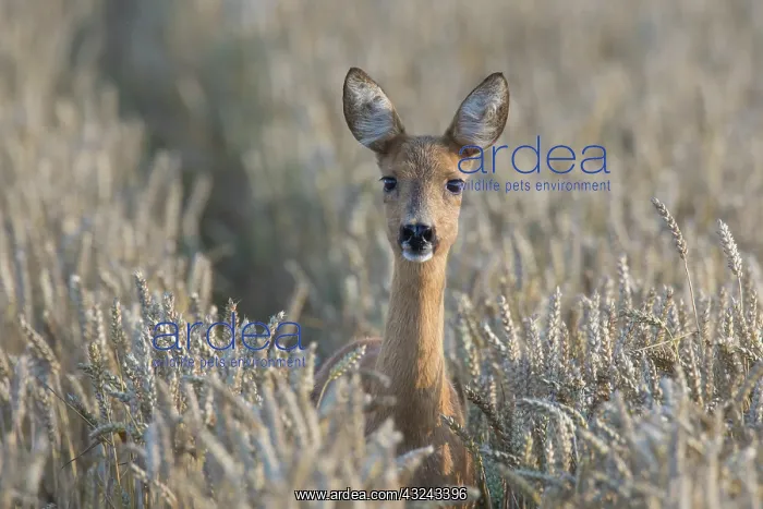 : Roe Deer doe in grainfield, summer Skane, Sweden : Roe Deer doe in grainfield, summer Skane, Sweden