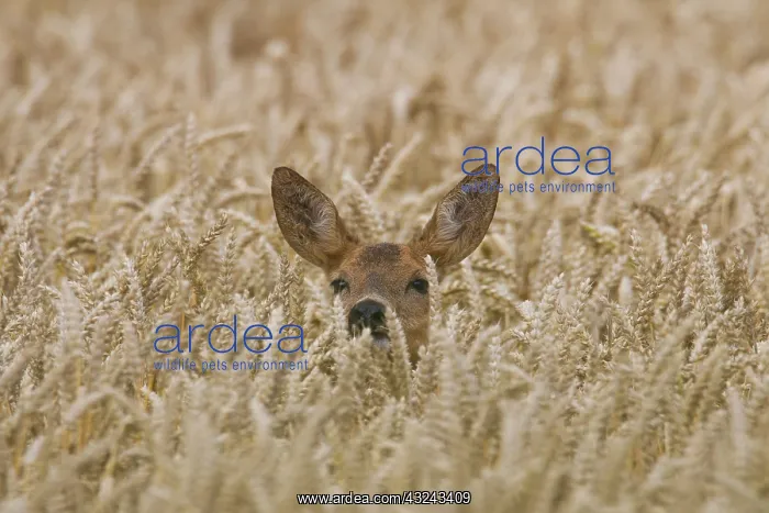 : Roe Deer doe in grainfield, summer Skane, Sweden : Roe Deer doe in grainfield, summer Skane, Sweden