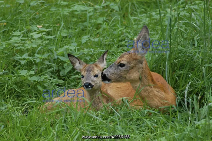 : Roe Deer - Doe and kid grooming : Roe Deer - Doe and kid grooming