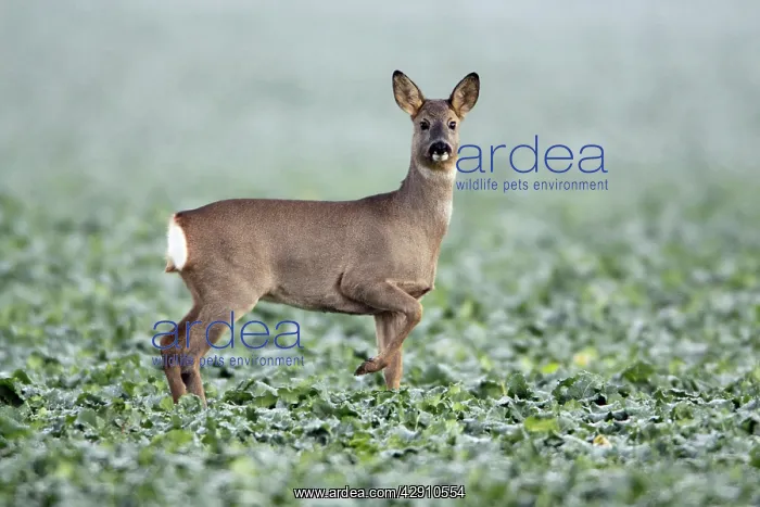 : Roe Deer - doe in oil-seed rape crop : Roe Deer - doe in oil-seed rape crop