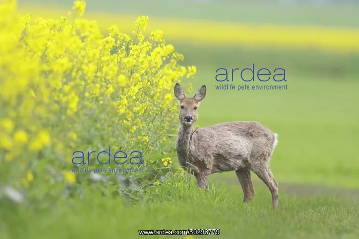 : Roe Deer doe rape : Roe Deer doe rape