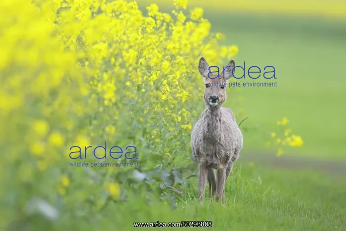 : Roe Deer doe rape : Roe Deer doe rape