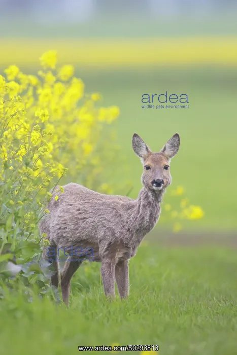 : Roe Deer doe rape : Roe Deer doe rape