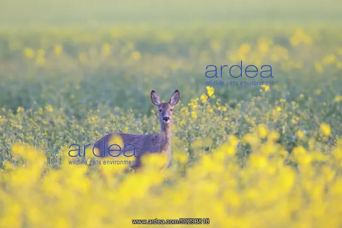 : Roe Deer doe rape : Roe Deer doe rape