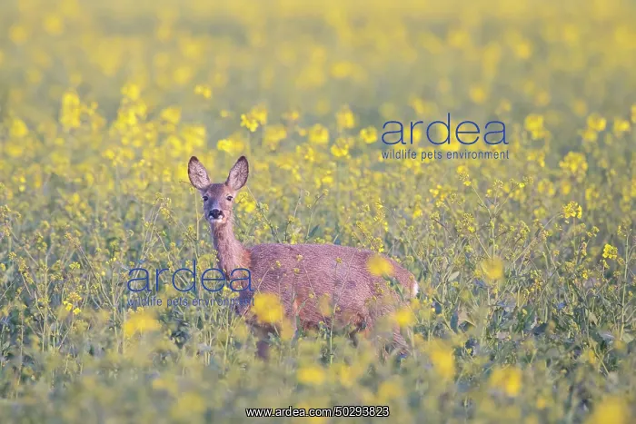 : Roe Deer doe rape : Roe Deer doe rape
