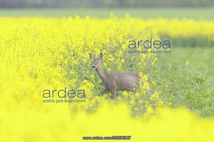 : Roe Deer doe rape : Roe Deer doe rape