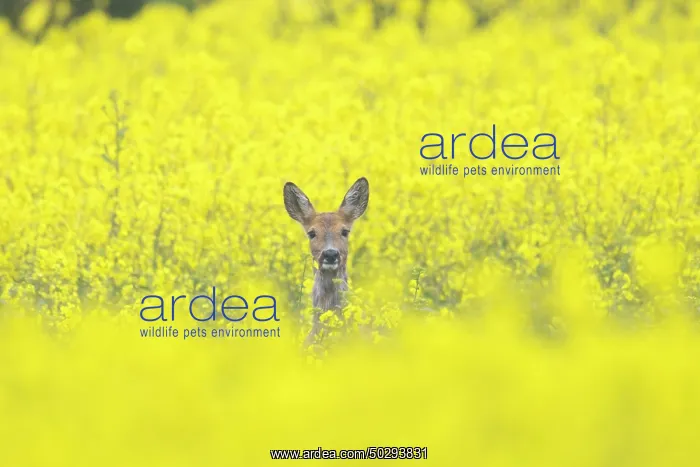 : Roe Deer doe rape : Roe Deer doe rape