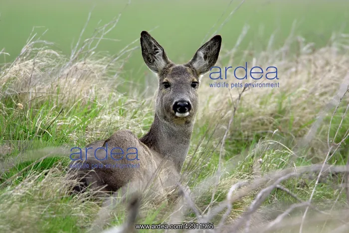: Roe Deer - doe resting, alert : Roe Deer - doe resting, alert