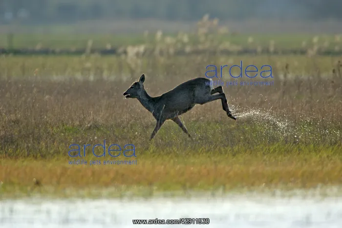 : Roe Deer - doe running through marshland : Roe Deer - doe running through marshland
