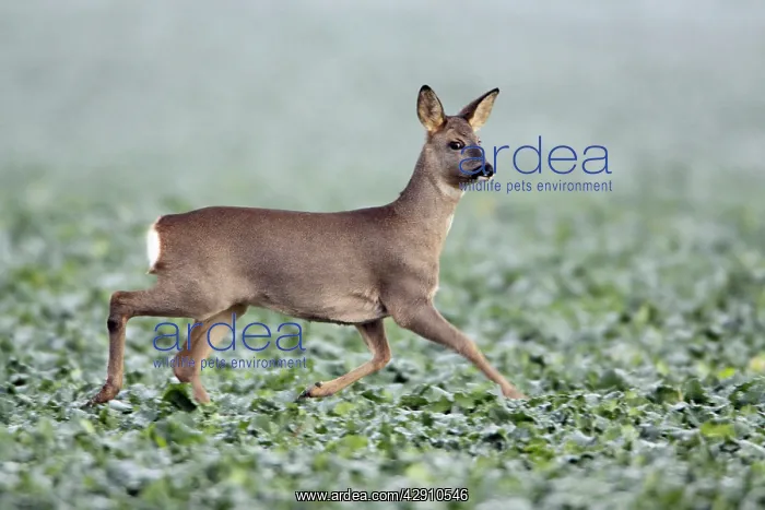 : Roe Deer - doe trotting across oil-seed rape crop : Roe Deer - doe trotting across oil-seed rape crop