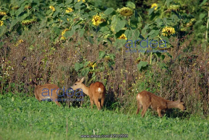  : Roe Deer - doe with twins feeding on sunflower crop