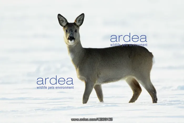 : Roe Deer - doe walking across snow covered field : Roe Deer - doe walking across snow covered field