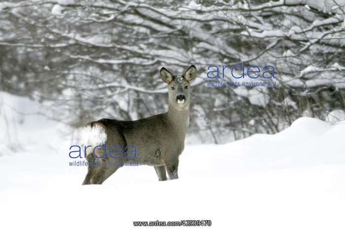 : Roe Deer - doe walking across snow covered field : Roe Deer - doe walking across snow covered field