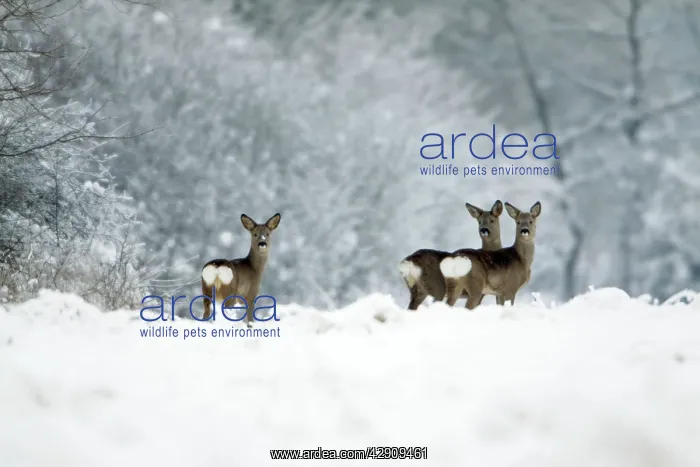 : Roe Deer - doe with two yearling fawns alert on : Roe Deer - doe with two yearling fawns alert on