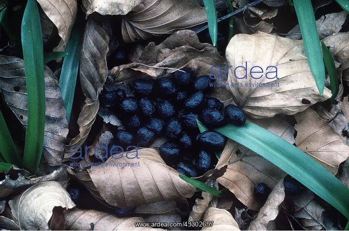 : ROE DEER - droppings : ROE DEER - droppings