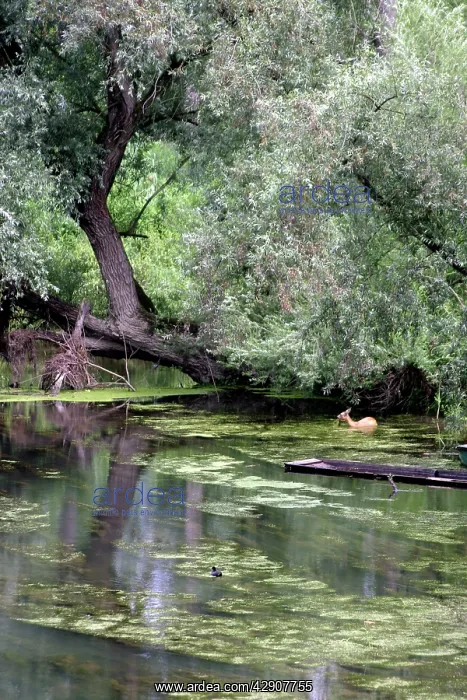 : Roe Deer eating aquatic plants : Roe Deer eating aquatic plants
