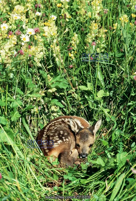 : Roe Deer - fawn : Roe Deer - fawn
