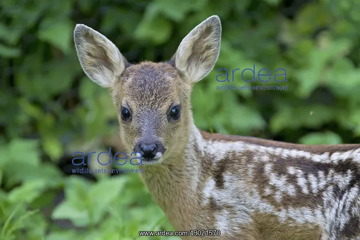  : Roe Deer fawn