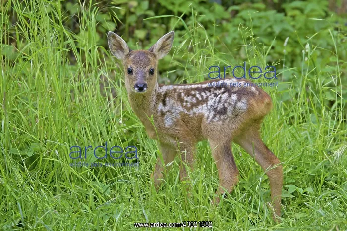  : Roe Deer fawn