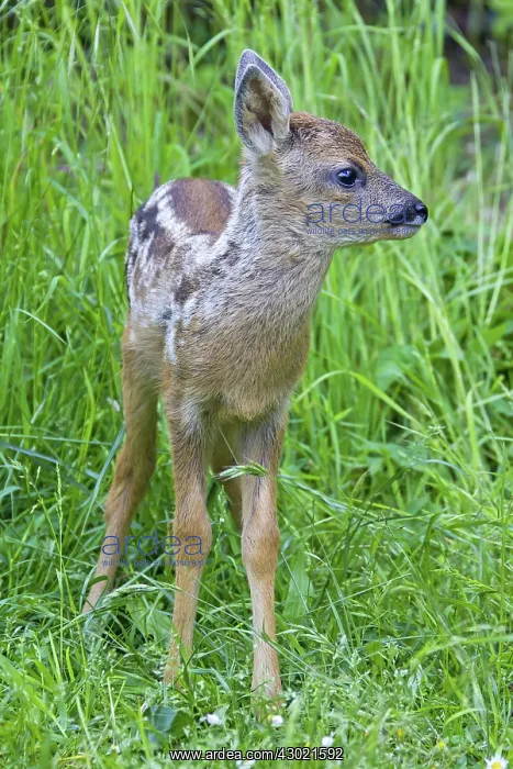  : Roe Deer fawn