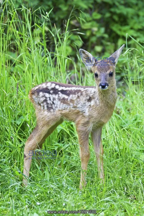  : Roe Deer fawn