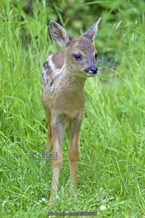  : Roe Deer fawn