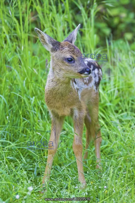  : Roe Deer fawn