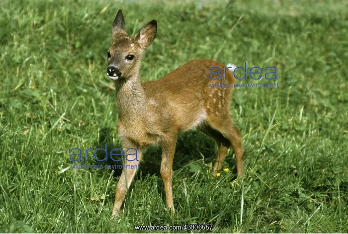 : ROE DEER - fawn : ROE DEER - fawn