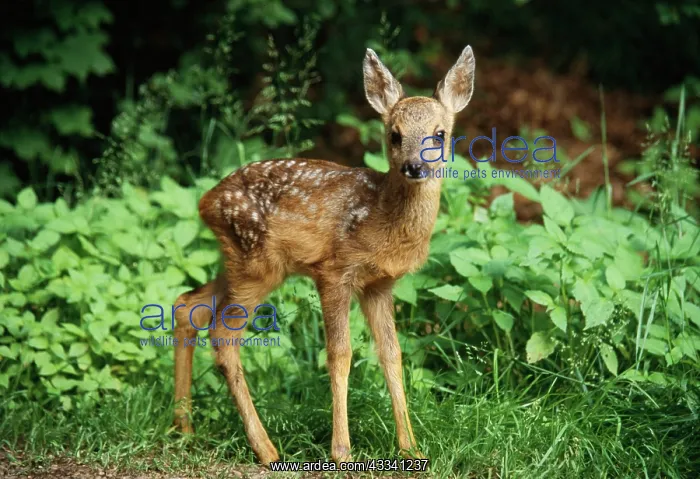 : Roe DEER - fawn : Roe DEER - fawn