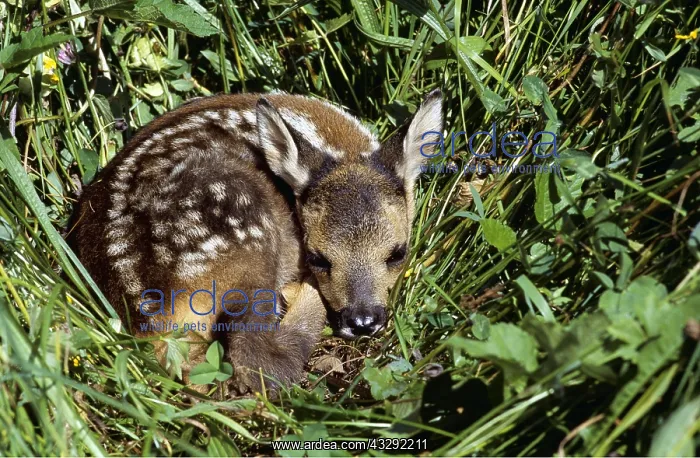 : ROE DEER - fawn camouflaged in grass : ROE DEER - fawn camouflaged in grass
