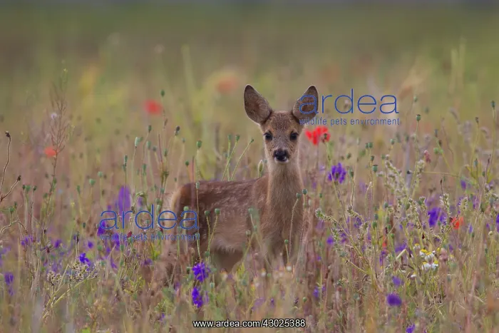 : Roe Deer fawn flowers Roe Deer fawn Germany : Roe Deer fawn flowers Roe Deer fawn Germany