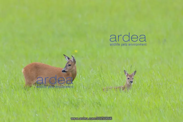  : Roe Deer with fawn July