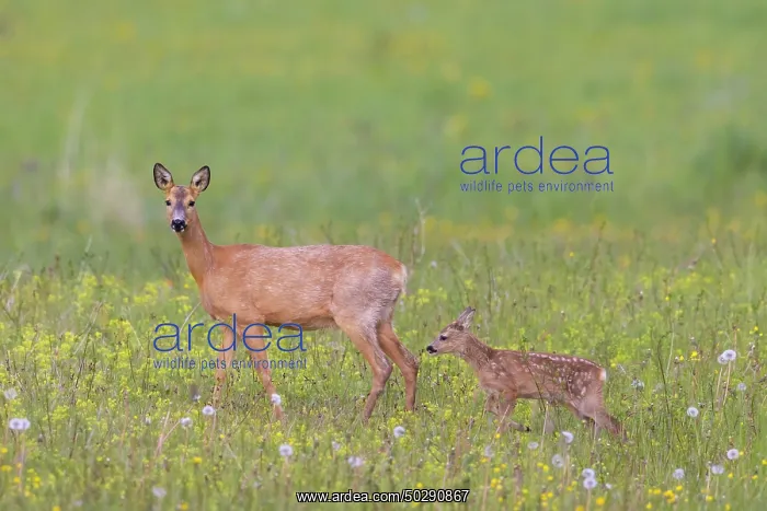 : Roe Deer with fawn July : Roe Deer with fawn July