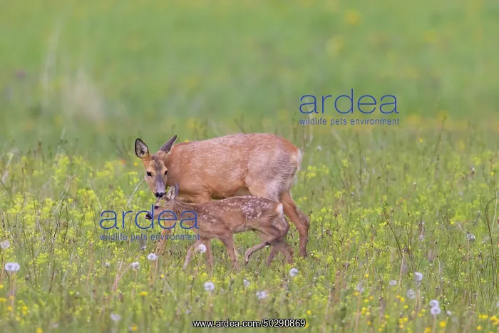 : Roe Deer with fawn July : Roe Deer with fawn July