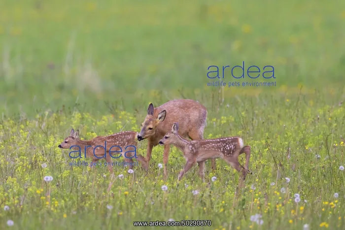 : Roe Deer with fawn July : Roe Deer with fawn July