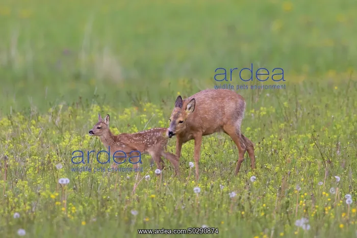 : Roe Deer with fawn July : Roe Deer with fawn July