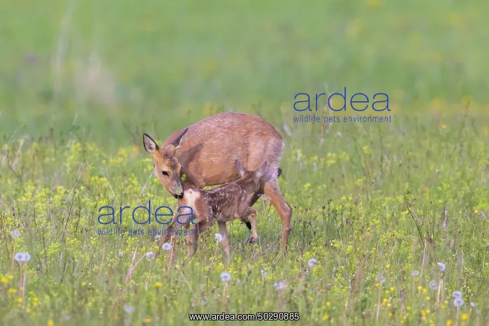 : Roe Deer with fawn July : Roe Deer with fawn July