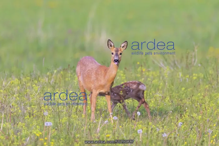 : Roe Deer with fawn July : Roe Deer with fawn July