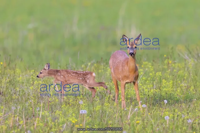 : Roe Deer with fawn July : Roe Deer with fawn July