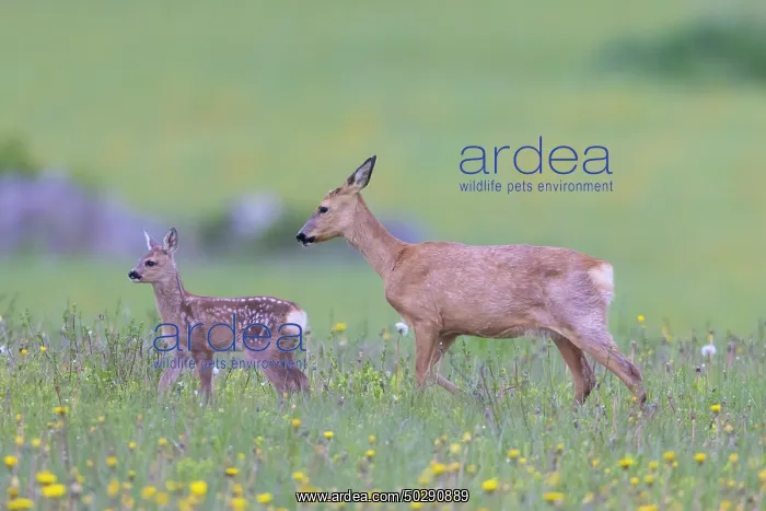 : Roe Deer with fawn July : Roe Deer with fawn July