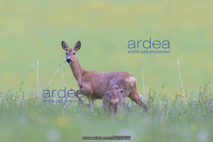 : Roe Deer with fawn July : Roe Deer with fawn July
